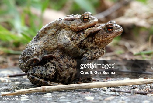 Toads Gone Walkabout Toads Gone Walkabout