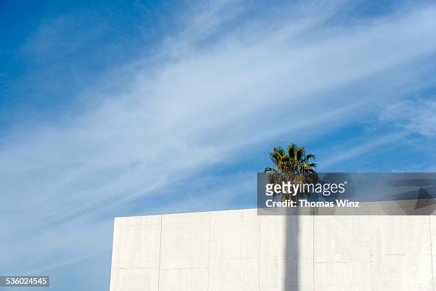 palm tree behind a wall - oakland california fotografías e imágenes de stock