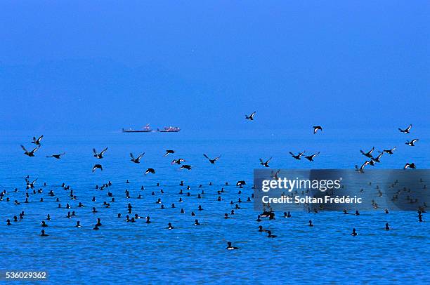 migratory birds on chilka lake in orissa - bay of bengal 個照片及圖片檔