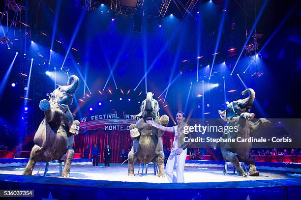 Elephants perform during the opening ceremony of the 39th International Circus Festival of Monte-Carlo on January 15, 2015 in Monaco.