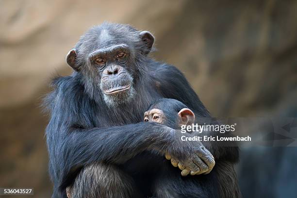 mother cuddling baby chimp - schimpansen gattung stock-fotos und bilder