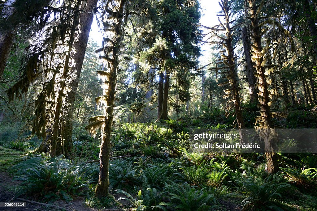 Olympic National Park