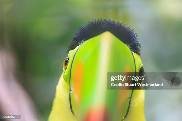 bird's eye view - keel billed toucan stock pictures, royalty-free photos & images