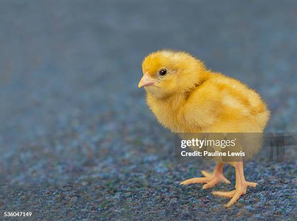 100 One Day Old Chick Stock Photos High Res Pictures And Images 100-one-day-old-chick-stock-photos-high-res-pictures-and-images
