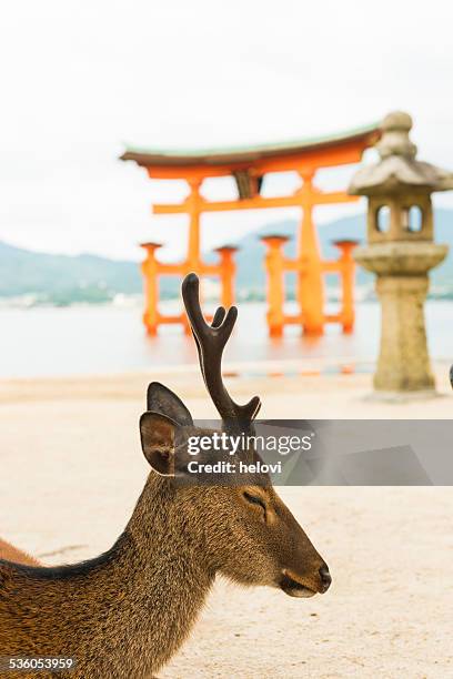 鹿と日本トリイ - 厳島神社 ストックフォトと画像