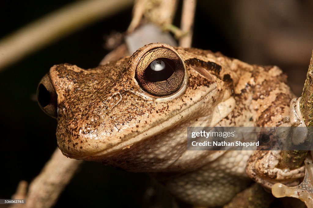 Cuban Treefrog (Osteopilus septentrionalis)