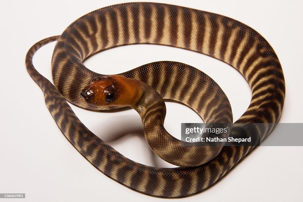 Woma Python (Aspidites ramsayi)