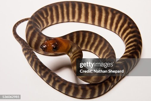 Woma Python (Aspidites ramsayi) Woma Python (Aspidites ramsayi)