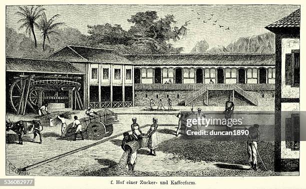 ilustraciones, imágenes clip art, dibujos animados e iconos de stock de 19 th century, brasil-plantación de azúcar y café - finca-cafetera