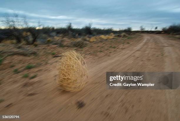 tumbleweed - tumble weed stock pictures, royalty-free photos & images