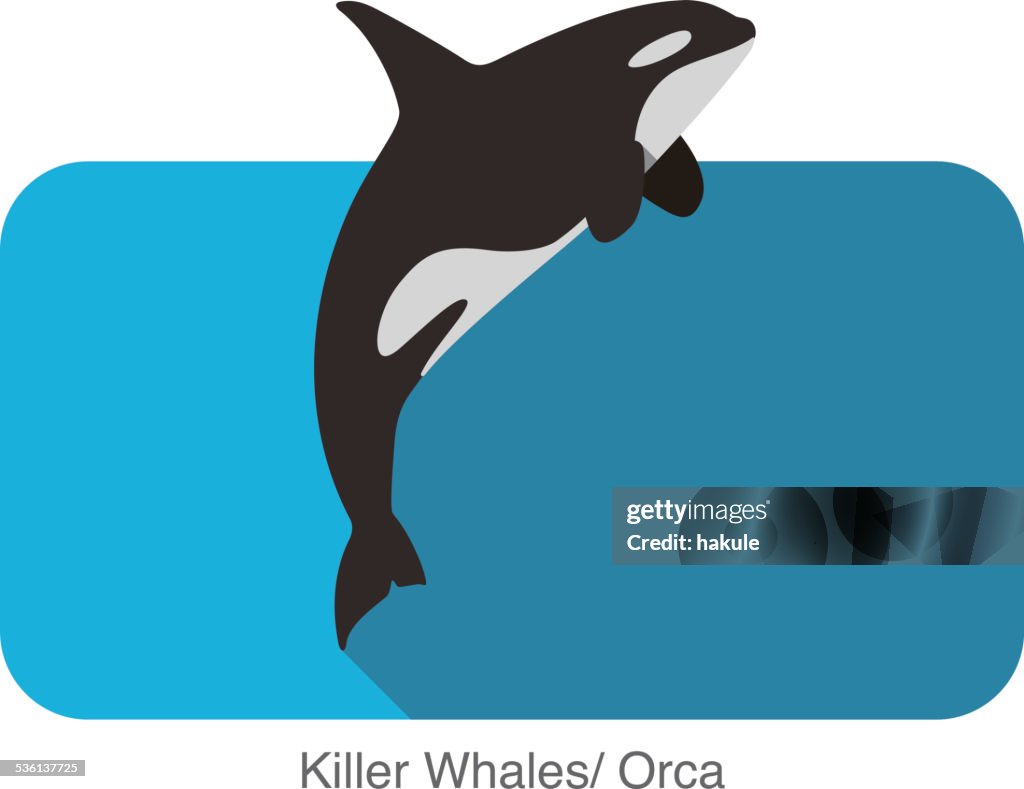 Killer Whale jumping in the sea flat icon design
