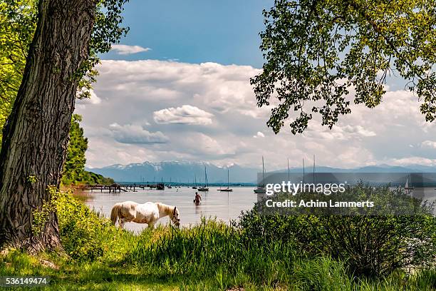 lake ammersee, upper bavaria - achim lammerts stock pictures, royalty-free photos & images