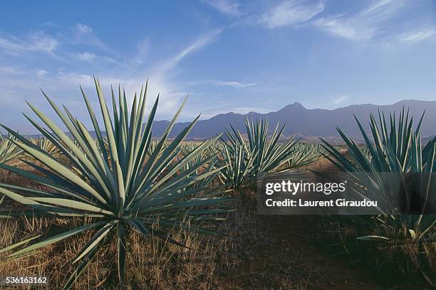 agave fields in tlacolula de matamoros - agave stock pictures, royalty-free photos & images