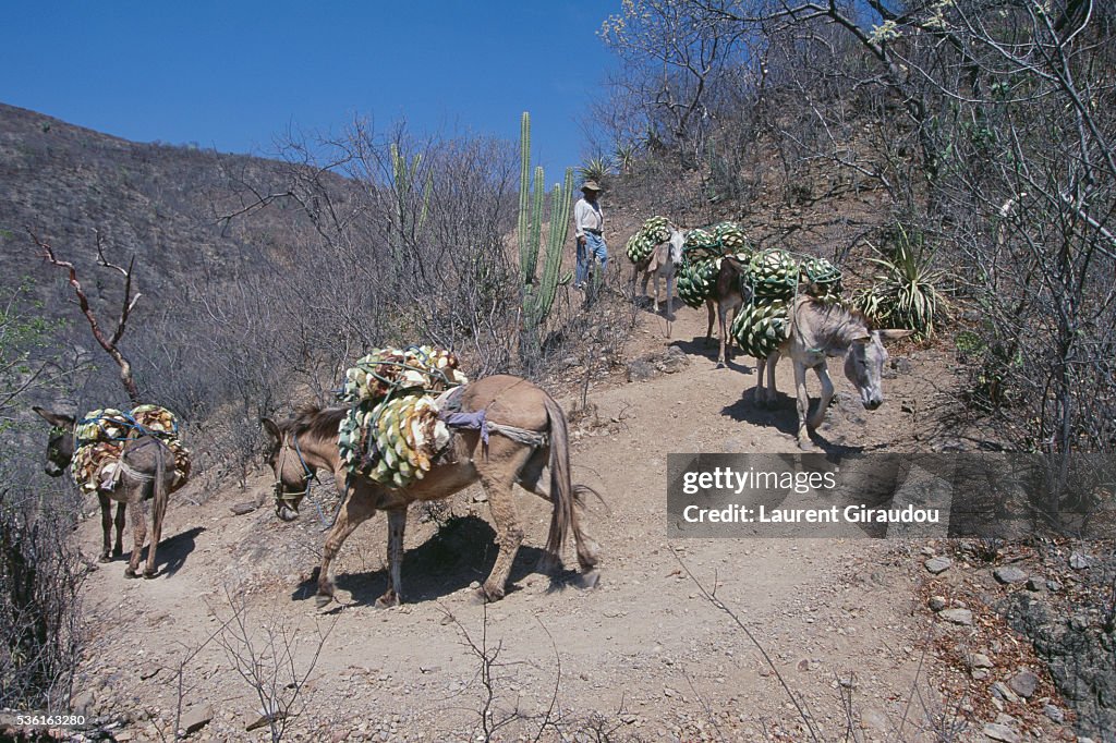 Donkeys carrying agave plant cores during harvest