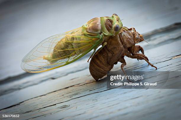 common cicada leaving its moult brown in summer - mue photos et images de collection