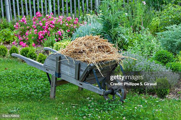 wheelbarrow full of straw between the aromatics in summer - wheelbarrow stock pictures, royalty-free photos & images