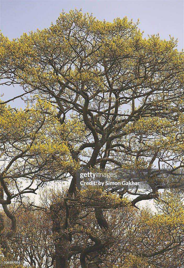 Beautiful Tree Small Part Beautiful Tree High-Res Stock Photo - Getty Images