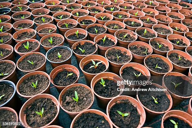 Seedlings growing in the prisoner run greenhouse at HMP Downview. HM Prison Downview is a women's closed category prison. Downview is located on the...