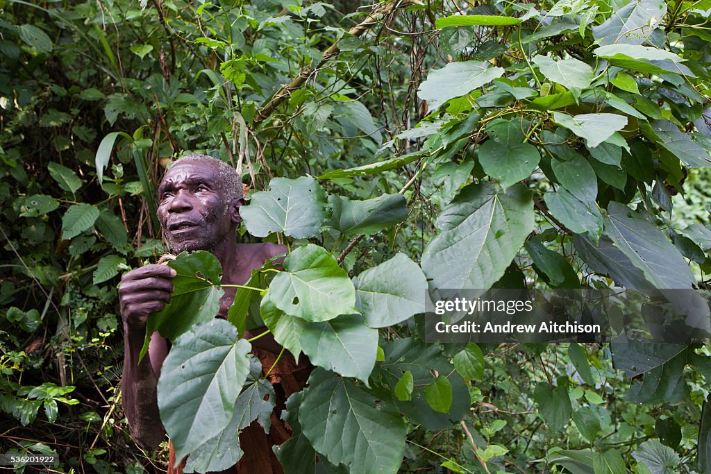 Batwa Map James, one of the elders of the traditional Batwa pygmies from the ...