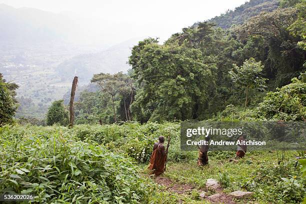 James and other elders of the traditional Batwa pygmies from the Bwindi Impenetrable Forest in Uganda walks one of the well-trodden forest paths....