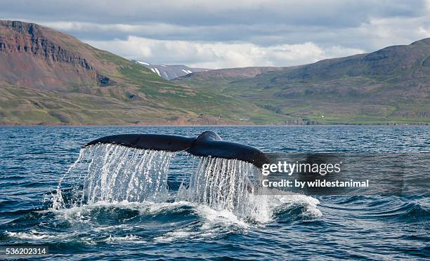 close up tail fluke - akureyri foto e immagini stock