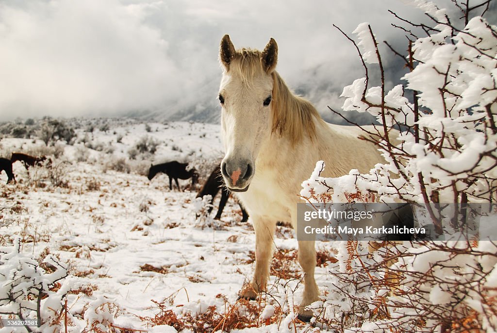 White wild horse in winter snowy mountain valley