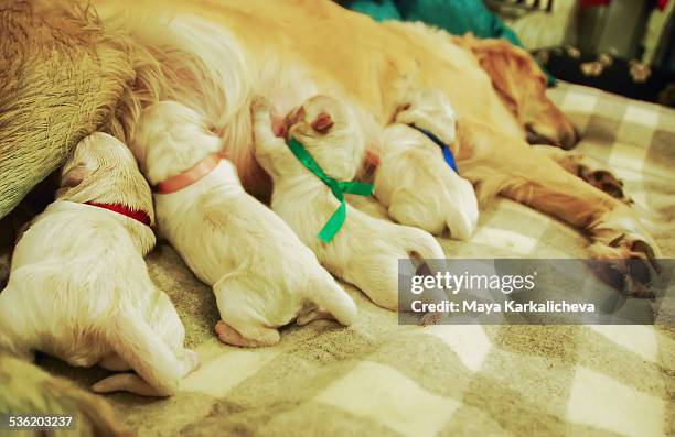 newborn golden retriever puppies nursing - feet sucking stock pictures, royalty-free photos & images