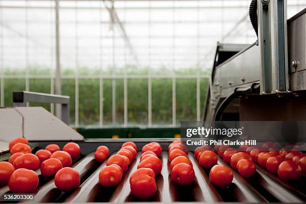 Tomato Processing 8,741 Tomato Shape Stock Photos, High-Res Pictures, and Images - Getty ...