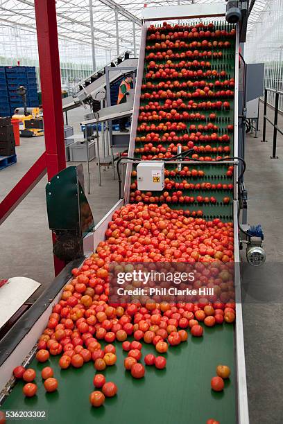 Tomato Processing 8,741 Tomato Shape Stock Photos, High-Res Pictures, and Images - Getty ...