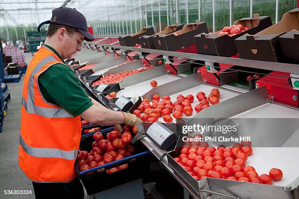 Tomato Processing 8,851 Tomato Shape Stock Photos, High-Res Pictures, and Images - Getty ...
