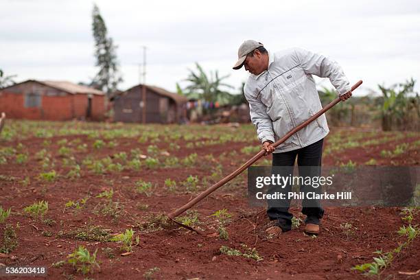 Middle aged Guarani man in a crop field. The Guarani are one of the most populous indigenous populations in Brazil, but with the least amount of...