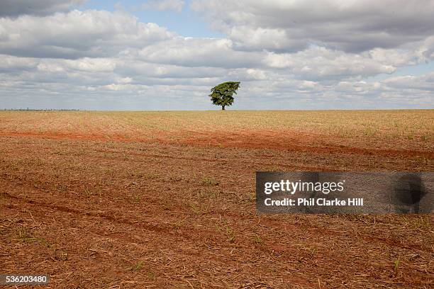 One 1 solitary tree standing in a cropped sugarcane field. Brazil is the largest producer of Sugar and Beef, then second for Soya and third for...