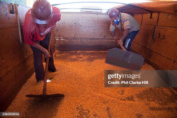 Brazilian men farm workers in a truck unloading corn maize into a storage area. Brazil is the largest producer of Sugar and Beef, then second for...