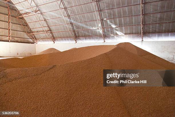 Grain storage barn on a large soya and maize farm, this warehouse holds approximately 22,000 tonnes of grain. Brazil is the largest producer of Sugar...