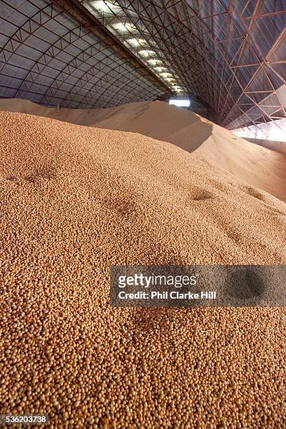Grain storage barn on a large soya and maize farm, this warehouse holds approximately 22,000 tonnes of grain. Brazil is the largest producer of Sugar...