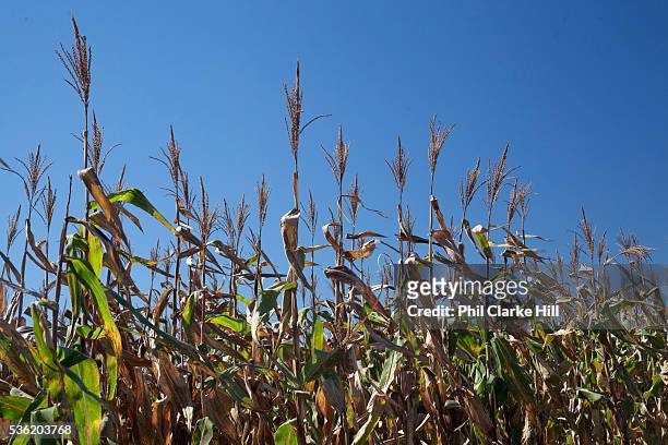 Maize corn plants. Brazil is the largest producer of Sugar and Beef, then second for Soya and third for Maize. Many of the farms are in the state of...