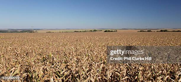 Huge grain mazie corn farm. Brazil is the largest producer of Sugar and Beef, then second for Soya and third for Maize. Many of the farms are in the...