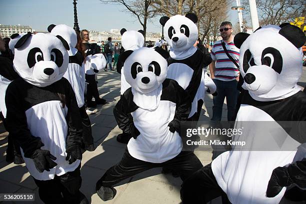 Wwf Pandas Photos And Premium High Res Pictures Getty Images Wwf Pandas Photos And Premium High Res Pictures Getty Images