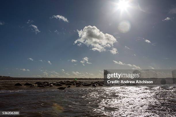 Grey seals rest together in their colony along the coastline of Blakeney Point nature reserve in North Norfolk, England, UK. Blakeney point is a...