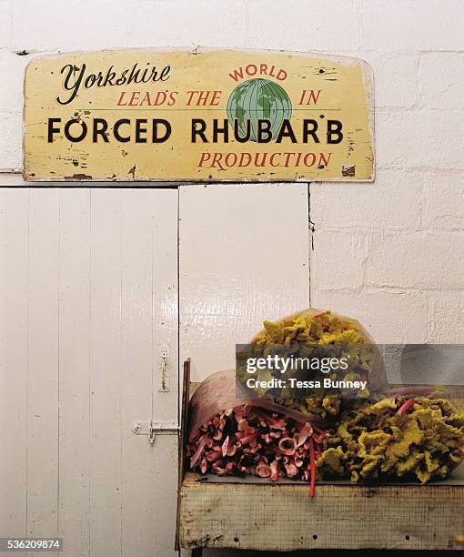 Grading room at E. Oldroyd and sons Ltd, Carlton, Wakefield, West Yorkshire, UK. February is high season for the forced rhubarb of the so-called...