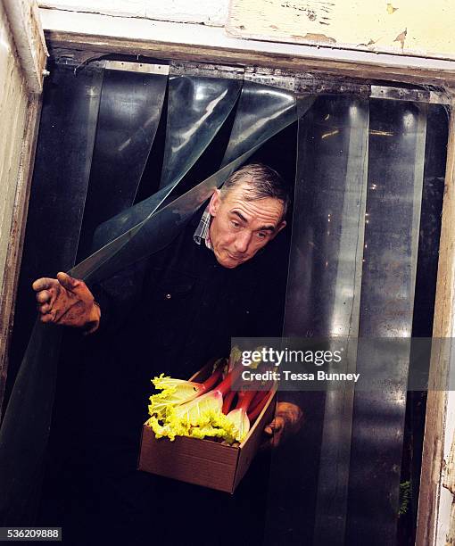 David Brook coming out of the forcing shed with rhubarb selected for showing at the 82nd Annual Rhubarb Show, Caldergrove, Wakefield. February is...