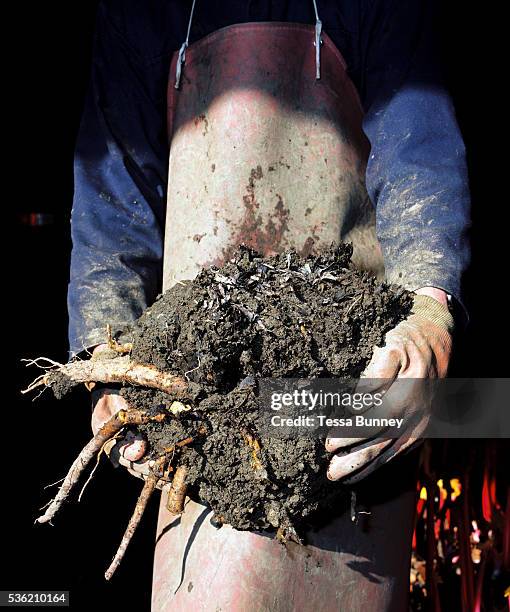 David Brook filling forcing sheds with 2 year old rhubarb roots from the fields, E. Oldroyd and sons Ltd, Carlton, Wakefield, West Yorkshire, UK....