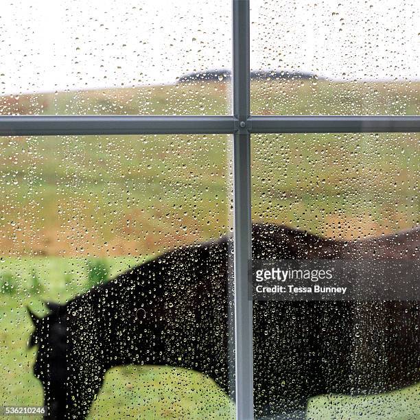 Looking through the rainy living room window of Warren Farm at a black horse standing asleep outside, Simonsbath, Exmoor, UK. Warren farm is known as...