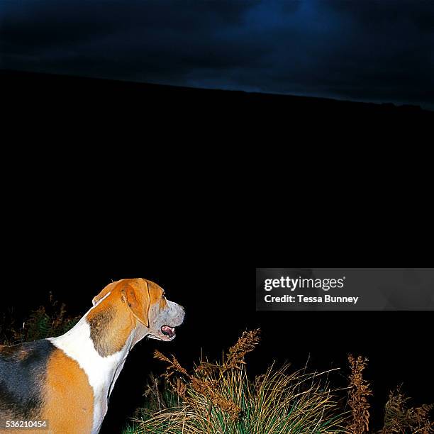 Foxhound at an early morning fox hunting meet at Warren Farm, Simonsbath, Exmoor, Somerset, UK. Fox hunting is an activity involving the tracking,...