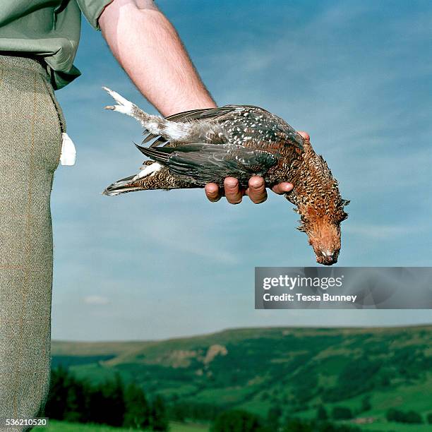 Don Herd, gamekeeper at Middlesmoor Estate holds a dead grouse in his hand after a shoot, Upper Nidderdale, North Yorkshire, UK