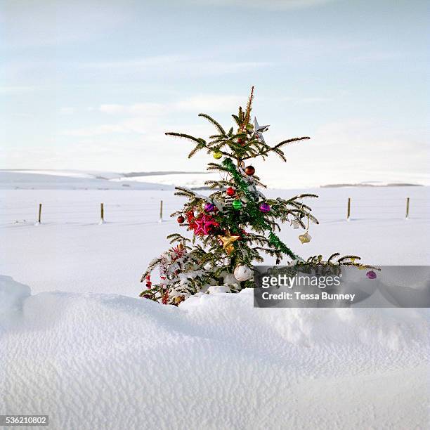 Decorated Christmas tree in the snow on the A169, North York Moors, North Yorkshire, UK