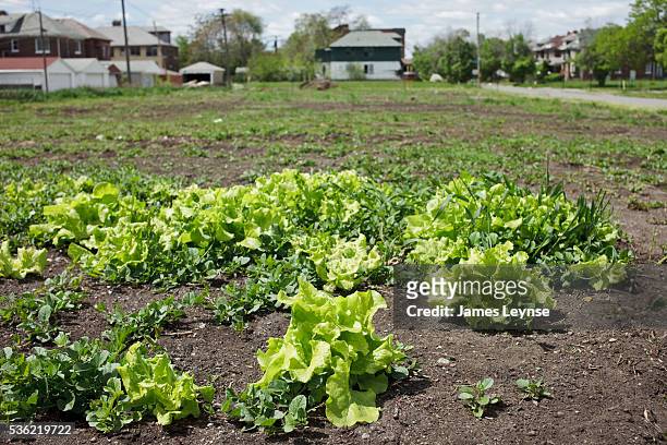 Vegetable garden planted by the nonprofit Detroit organization Urban Farming begins to take shape on abandoned lots in an area of Detroit that was...