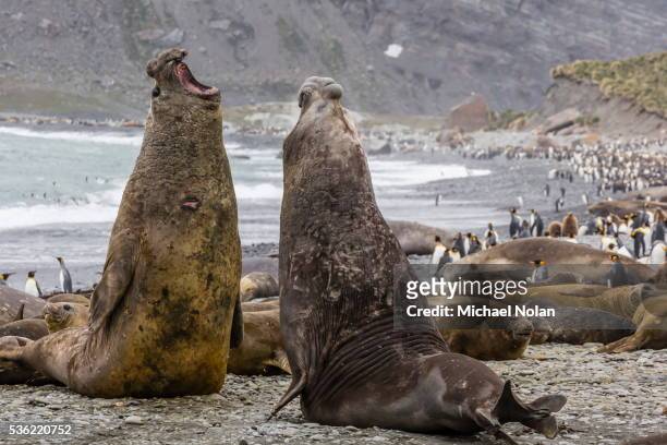 southern elephant seal (mirounga leonina) bulls fighting for territory for mating, gold harbour, south georgia, uk overseas protectorate, polar regions - southern elephant seal stock pictures, royalty-free photos & images