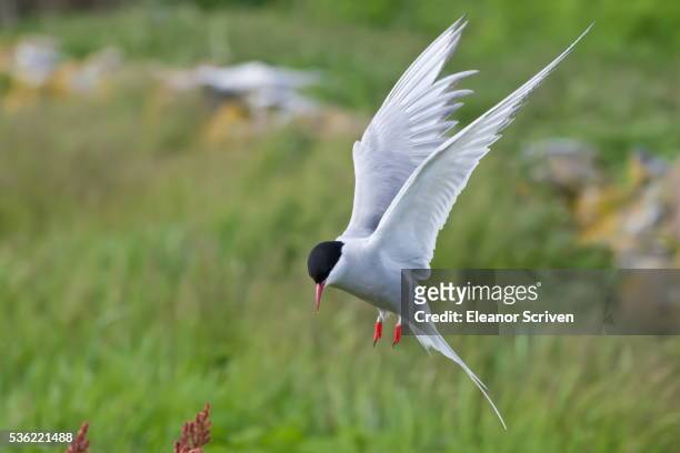 arctic tern (sterna paradisaea) in flight, inner farne, farne islands, northumberland, england, united kingdom, europe - キョクアジサシ ストックフォトと画像
