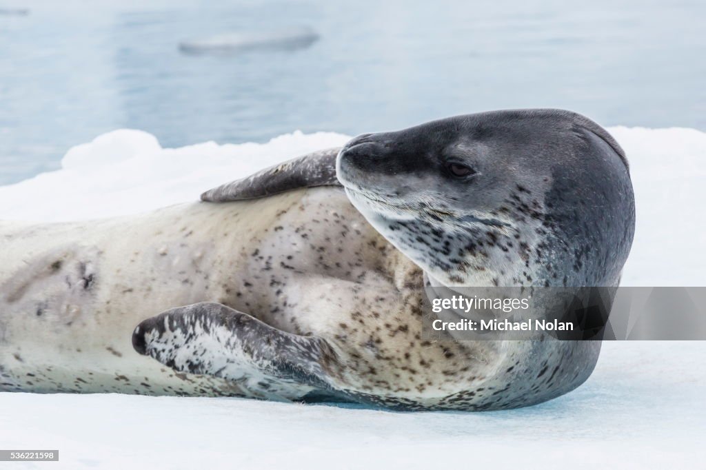 Adult leopard seal (Hydrurga leptonyx) hauled out on ice in Paradise Bay on the western side of the Antarctic Peninsula, Antarctica, Polar Regions